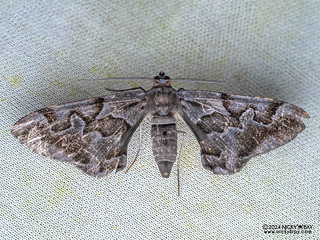 Geometer moth (Hypochrosis sp.) - P3114352