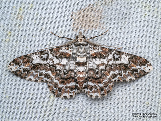 Geometer moth (Cleora sp.) - P3103905