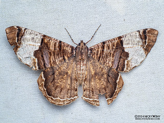 Geometer moth (Xandrames latiferaria) - P3103764