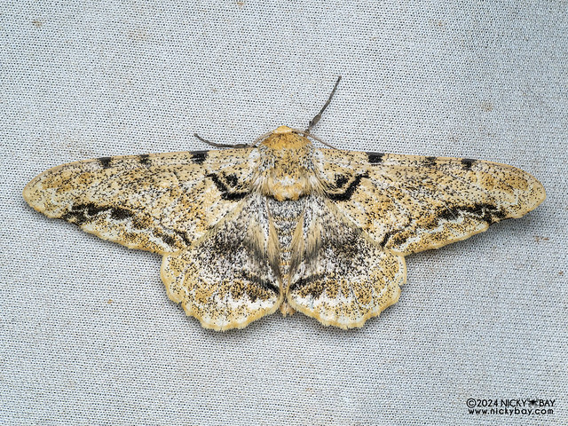 Geometer moth (Biston insularis) - P3103546