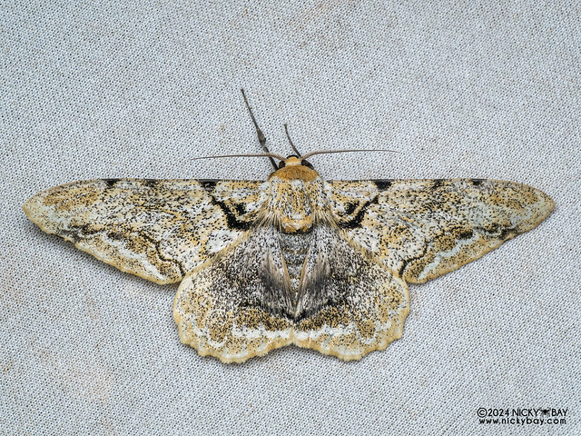 Geometer moth (Biston insularis) - P3103065