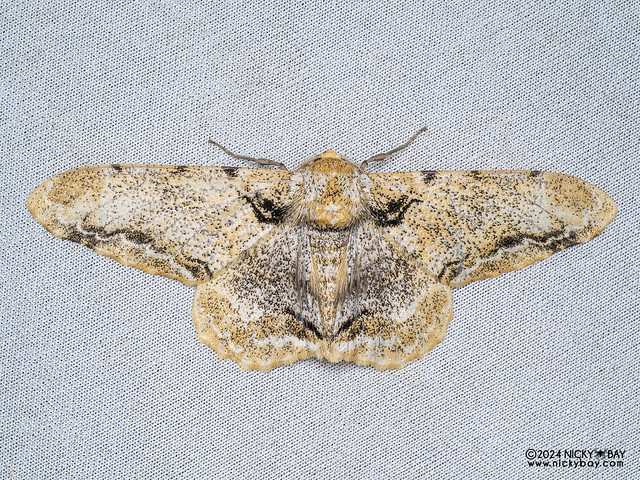 Geometer moth (Biston insularis) - P3103015