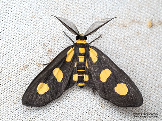 Geometer moth (Pseudeuchromia maculifera) - P3092444