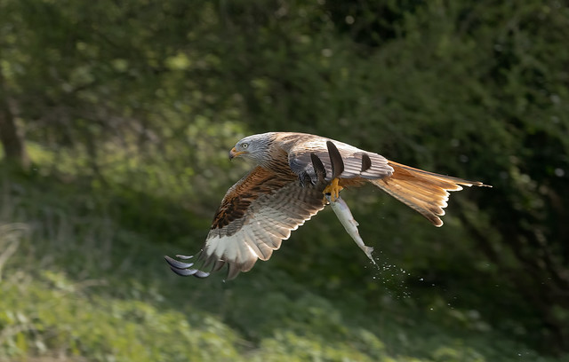 Red-Kite-with-fish-7665