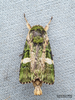 Cutworm moth (Prometopus asahana) - P3137529