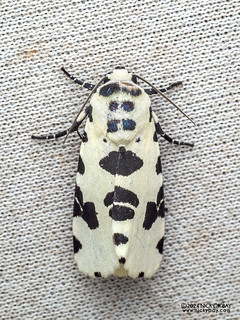Cutworm moth (Clethrorasa pilcheri) - P3115045