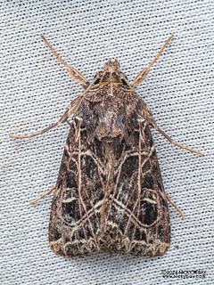 Cutworm moth (Dictyestra dissectus) - P3103518