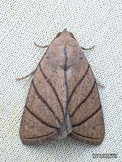 Cutworm moth (Calymniops convergens) - P3092274
