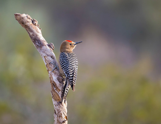 Gila Woodpecker on a tree branch