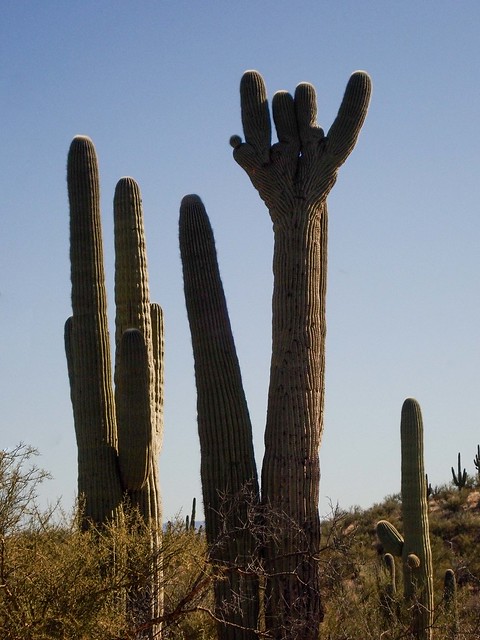 Crested Saguaro Cactus; N of Second Canyon, W of San Pedro River Road, San Pedro River Valley, N of Redington, AZ