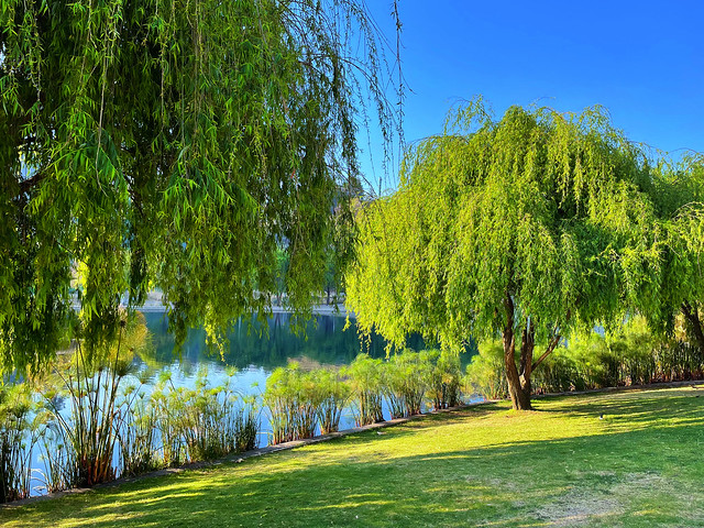 Weeping willows in La Mexicana park
