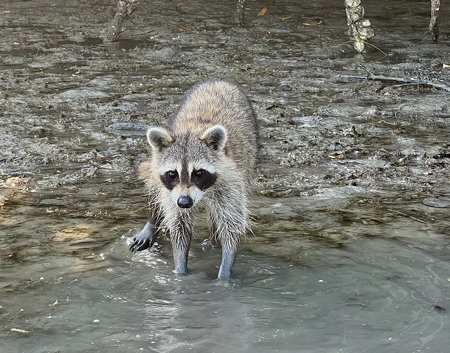 Racoon foraging in the mangrove