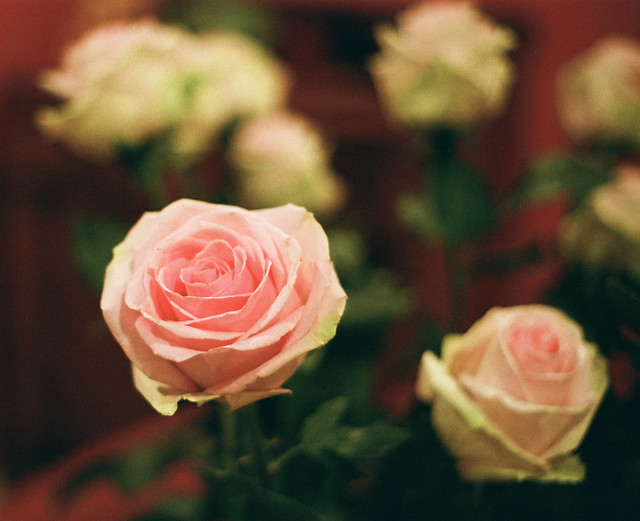 The Softness of a Rose