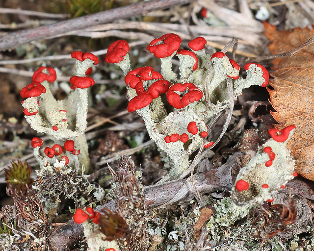 Red-fruited Pixie Cup (Cladonia pleurota)