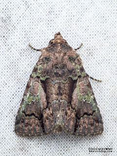 Cutworm moth (Aedia marginisecta) - P3114018