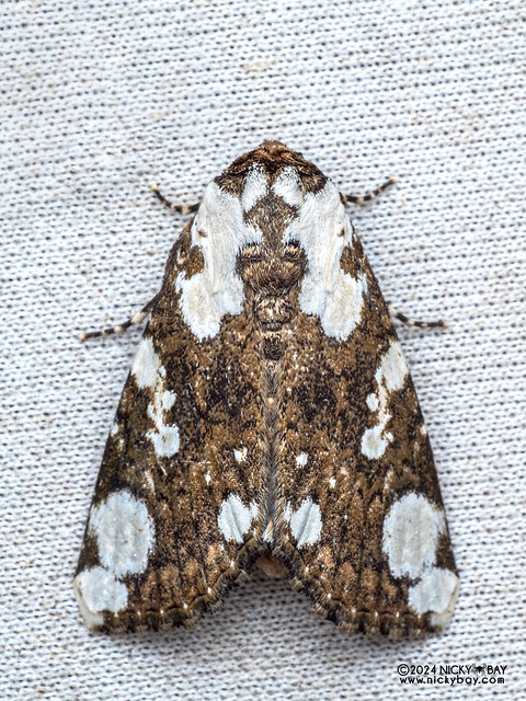 Cutworm moth (Mudaria major) - P3103034