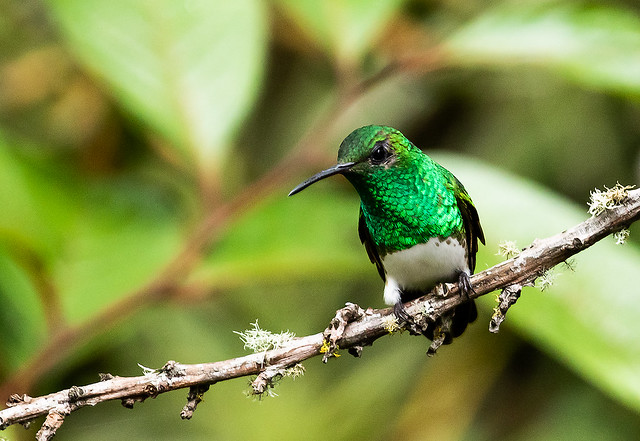 0P7A0186    Snowy-bellied Hummingbird, Panama