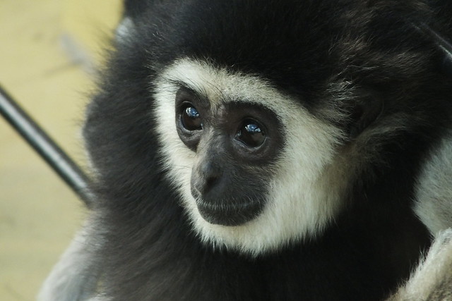 Gibbon mom to be