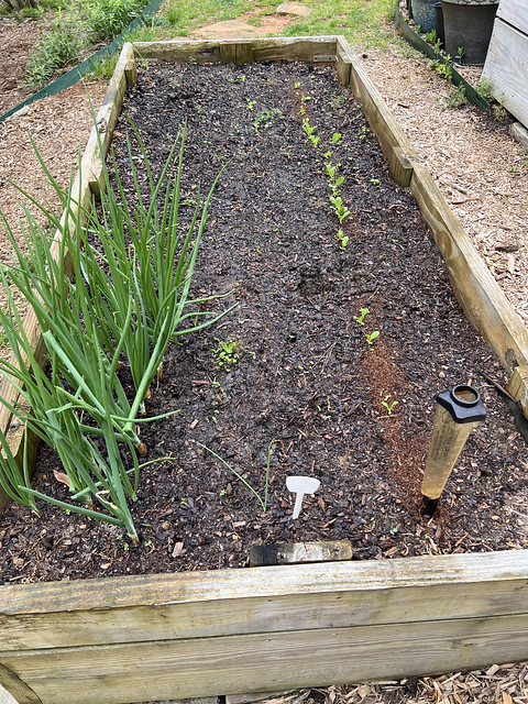 Onions and lettuce, raised bed, Red Bank TN
