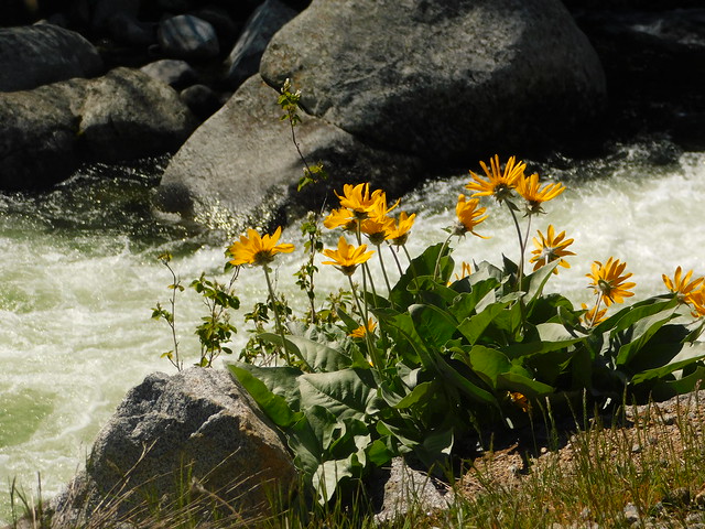 Flowers and Vegetation Up Icicle Creek in April