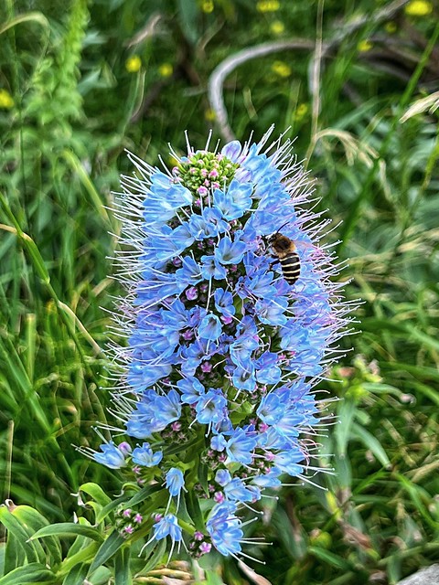 Blaue Blüten mit Biene 🐝...