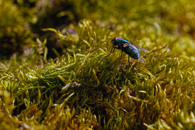 Fly on moss on a tree