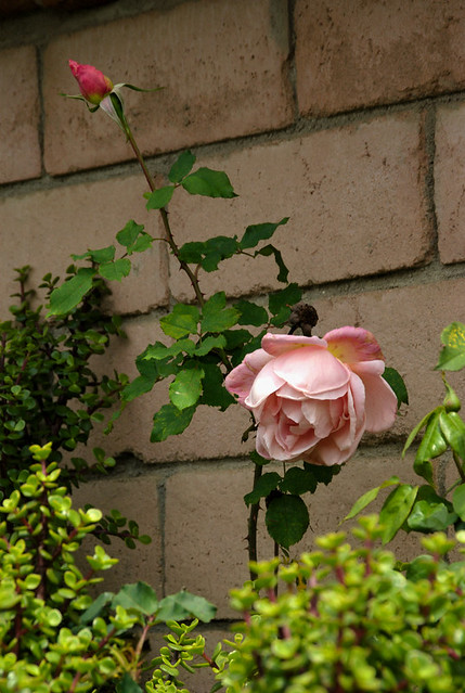 tall rose by the wall