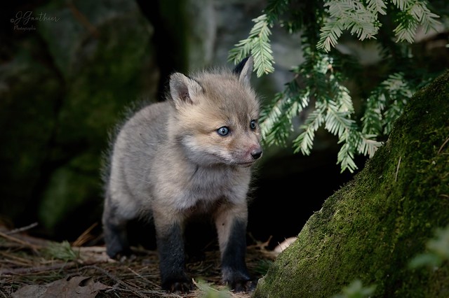 Renardeau . / Fox Cub.