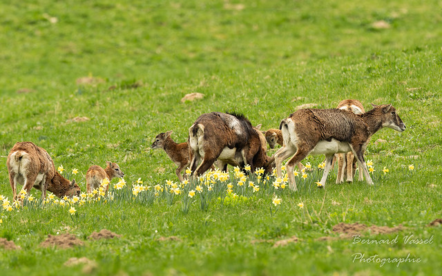 Mouflons femelles et agneaux dans les jonquilles du Sancy.