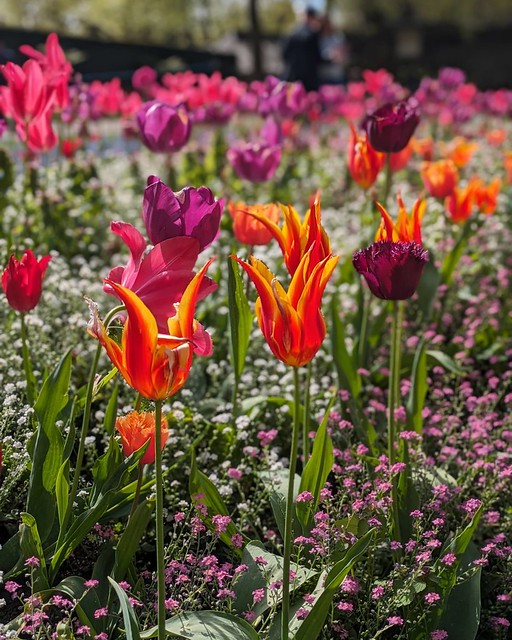 Beautiful tulips.
