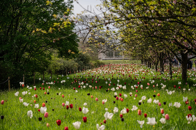 Tulips and blossom trees