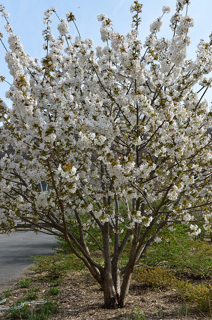 Un air de printemps à Compiègne - Prunus (cerisiers Yoshino)