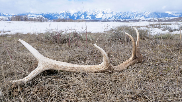 Shed Antler on the National Elk Refuge