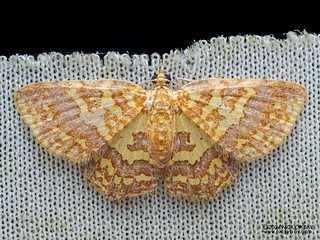 Carpet moth (Pseudopolynesia amplificata) - P3102810