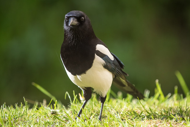 Elster / Magpie