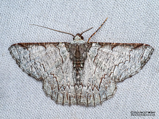 Emerald moth (Lophophelma luteipes) - P3137622