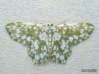 Emerald moth (Berta albiplaga) - P3114273