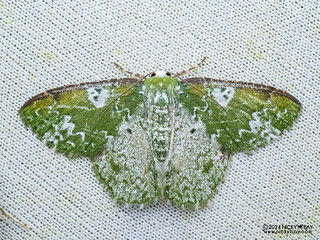 Emerald moth (Eucyclodes divapala) - P3103813