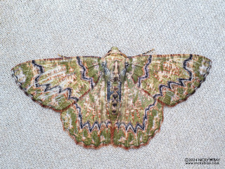 Emerald moth (Lophophelma varicoloraria) - P3092448