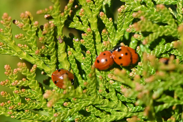 Syvplettet Mariehøne, Seven-spot ladybird, Siebenpunkt-Marienkäfer, Sjuprickig nyckelpiga (Coccinella septempunctata)-0137
