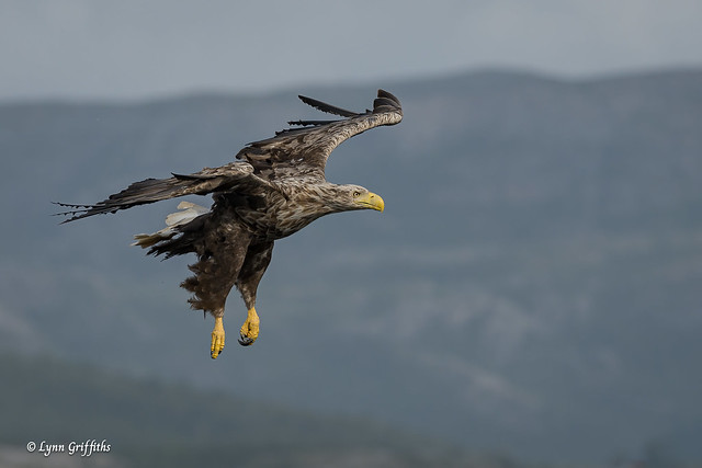 White-tailed Eagle - Target aquired 720_4340.jpg