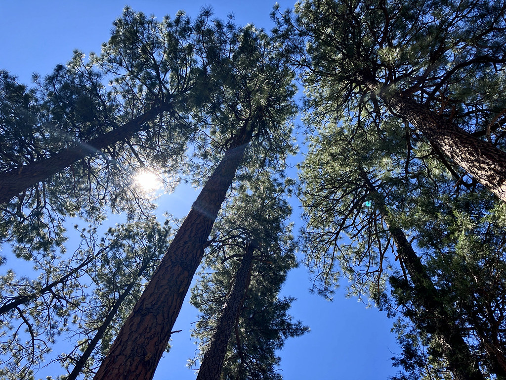 Ponderosa Pines. Sandia Mountains, New Mexico, USA.