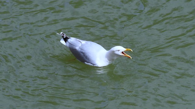 Herring Gull on River Avon in Bath