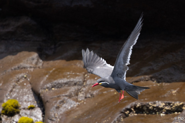 Inca Tern - flight