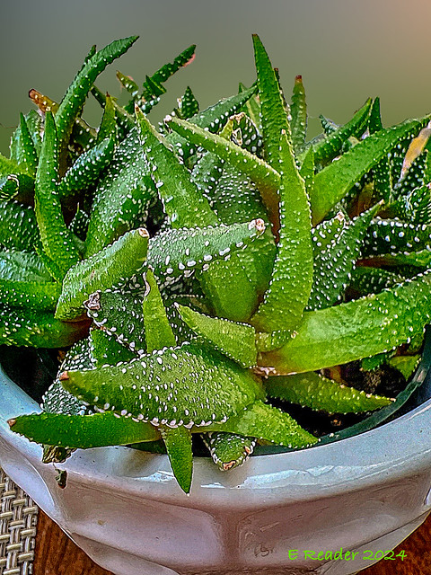 Hankey Dwarf Aloe (Haworthiopsis attenueta)