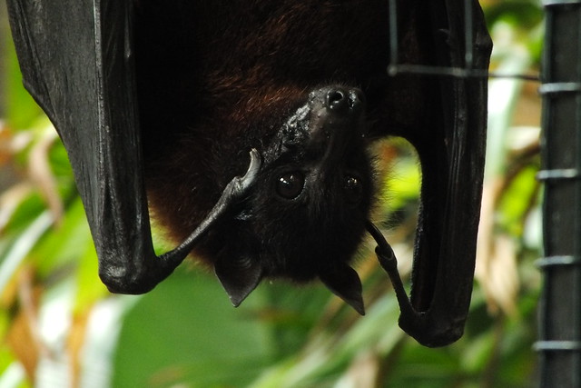 Hmmm, says this Fruit Bat