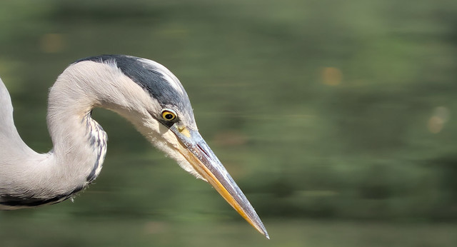 Grey heron in focus