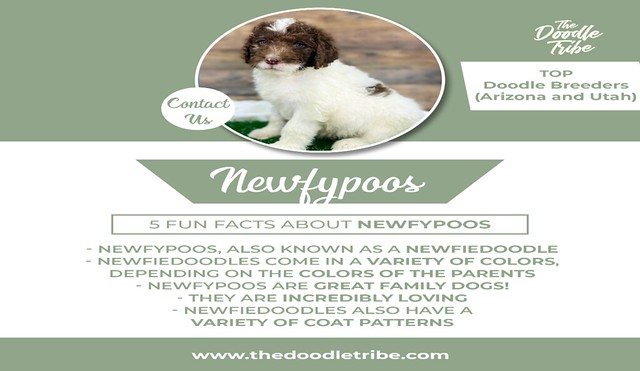 Discover Things to Know About Newfypoos | Newfypoos Facts