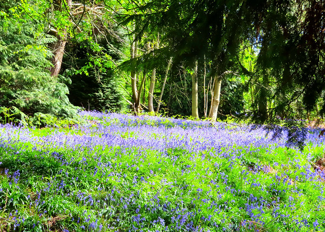 Bluebells at Pundicts Hill Wood