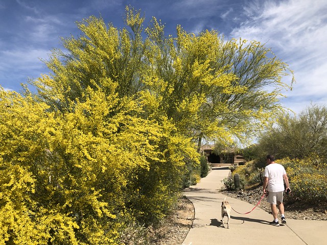 Matt walking Jolene, trees with yellow blooms, McDowell Mountain Ranch, Scottsdale, Arizona